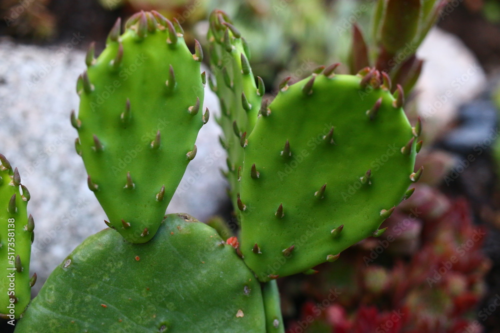 Opuncja humifusa bezkolcowa Opuntia humifusa Opuncja humifusa bezkolcowa Opuntia humifusa