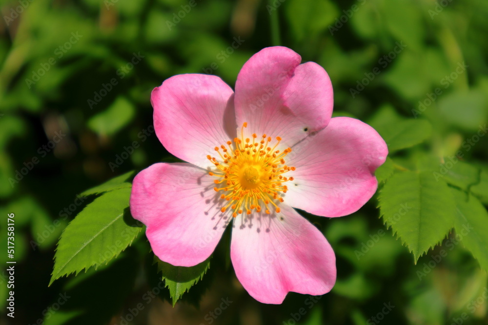 Wild rose flower. Dog rose. Pink color. Living free in nature. Blurry or blurred green leaves in the background. Stockholm, Sweden, Europe. Wild rose flower. Dog rose. Pink color. Living free in nature. Blurry or blurred green leaves in the background. Stockholm, Sweden, Europe.