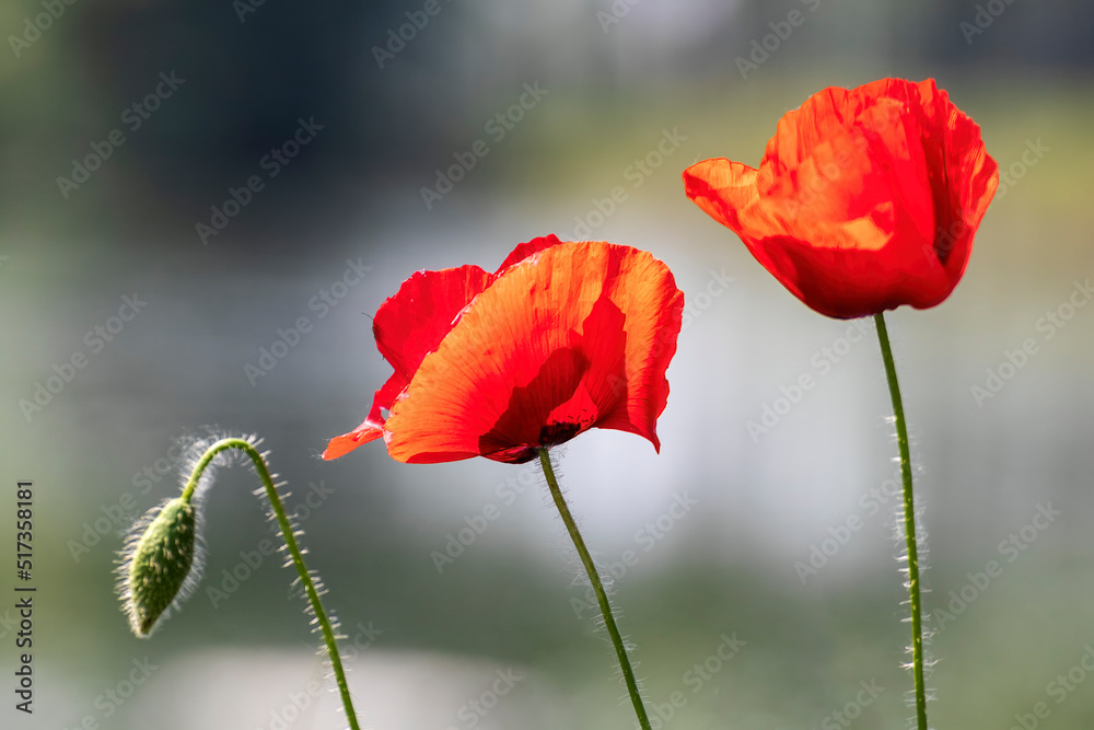 Fototapeta premium evoluzione