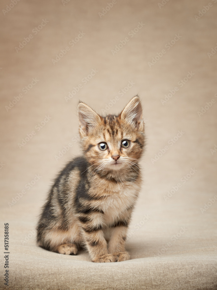 Portrait of a cute tabby kitten vertical frame with copy space