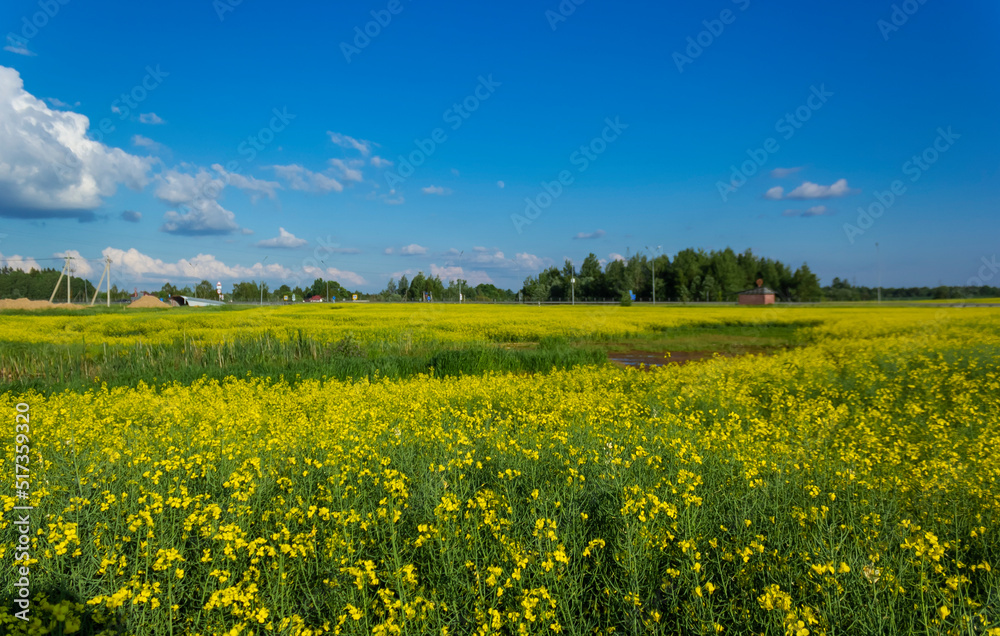 Beautiful rapeseed field with blue sky on a sunny day