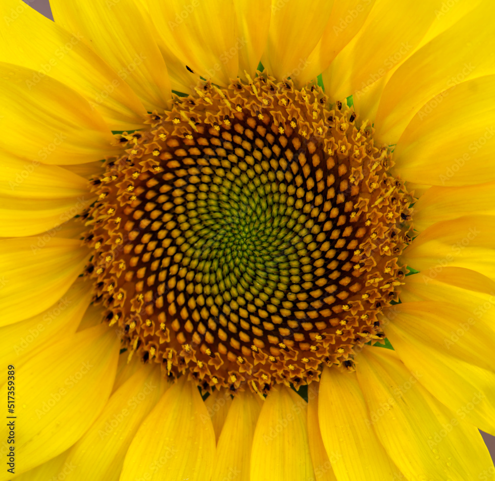 A close up of a sunflower in a field on a farm with the center swirled a little for effect. A close up of a sunflower in a field on a farm with the center swirled a little for effect.