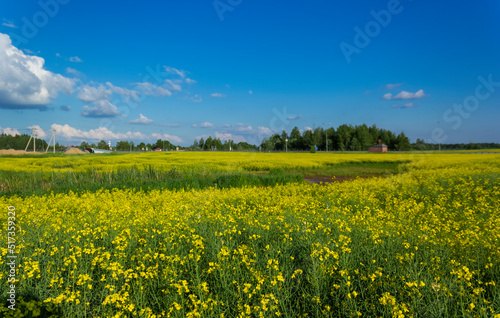 Beautiful rapeseed field with blue sky on a sunny day © Sviatlana