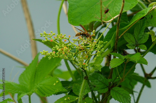 草原にいる昆虫たち photo