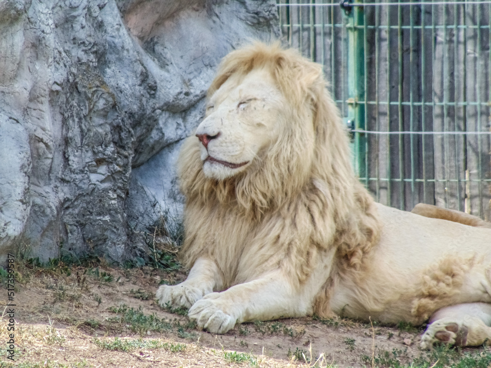 a lion stands on the ground at Oradea Zoo, Romania a lion stands on the ground at Oradea Zoo, Romania
