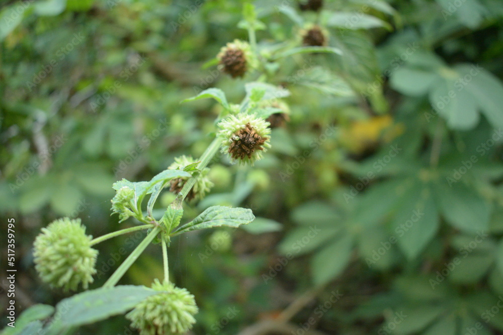 selective focus of shrub flowers on green background selective focus of shrub flowers on green background