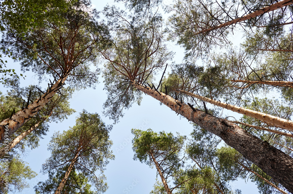 Fototapeta premium Bottom view of tall old trees in evergreen forest. Blue sky in the background. Low angle view of trees in the forest, natural background