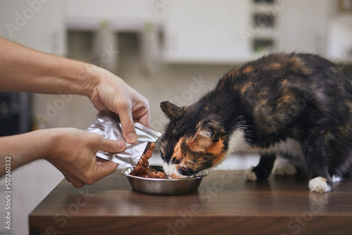 Domestic life with pet. Man feeding his hungry cat at home.. photo