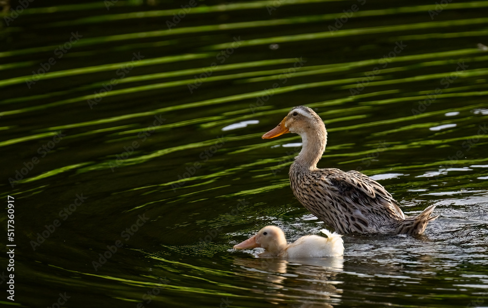 mother duck and her baby in water mother duck and her baby in water