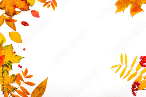 Autumn border, yellow maple leaves isolated on white, copy the space on the right side