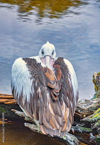 Pelikan photo
