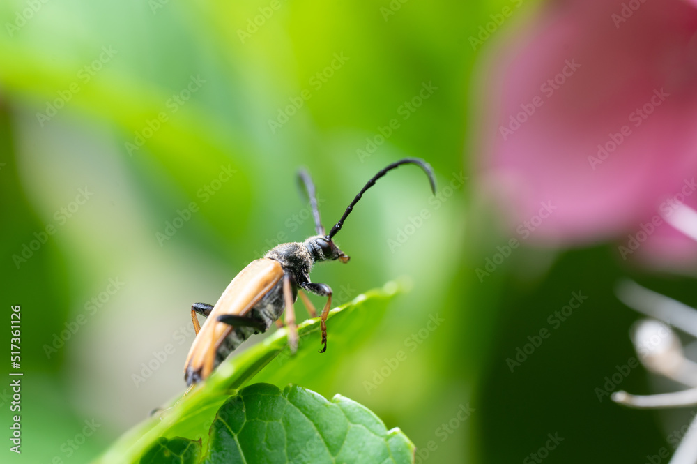 Rothalsbock Käfer auf Blatt