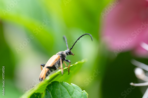 Rothalsbock Käfer auf Blatt © WR