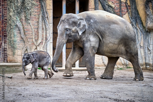 Jungbulle Kiran mit seiner Mutter Rani   Asiatischer Elefant   Elephas maximus indicus  .