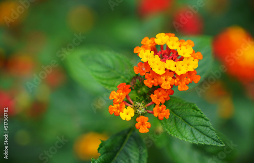 Lantana camara or west indian lantana flowers background 