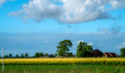Landscape with Corn and Barley fields in West Flanders, Belgium
 photo