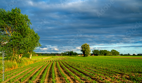 Dark clouds over a field with young Corn plants (Zea mays) in West Flanders, Belgium
 photo