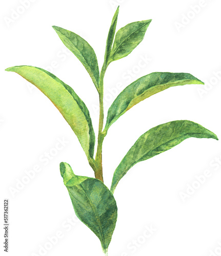 水彩 お茶の葉