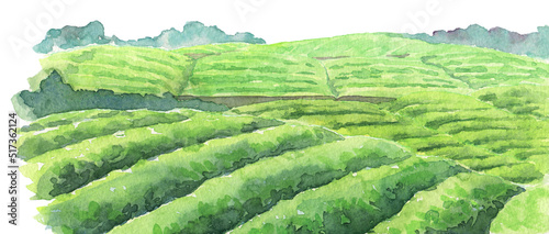 水彩 茶畑