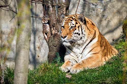 Sibirischer Tiger ( Panthera tigris altaica ).