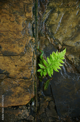 Little Fern growing in between rock stair steps on a raining day 
