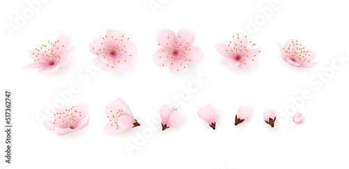 3d sakura flowers. Soft pink blossom cherry set, japan spring bud and branch, floral fruit blooming tree. Realistic petals composition, wedding decor, Vector isolated background template