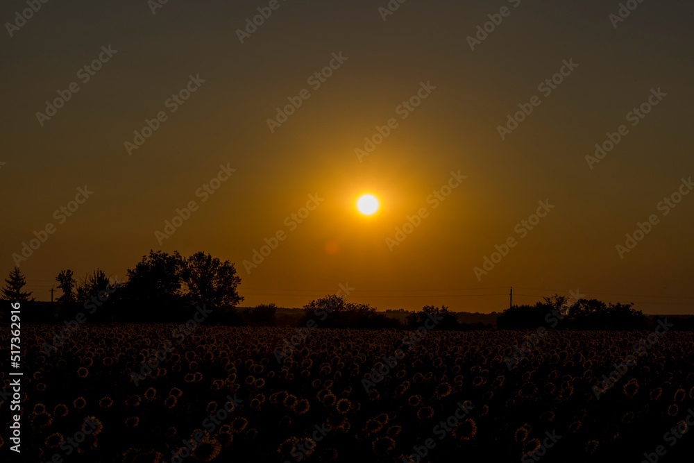 Obraz premium Orange sunset on the background of the forest.