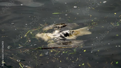 A dead, rotting bird swims in contaminated, contaminated water.