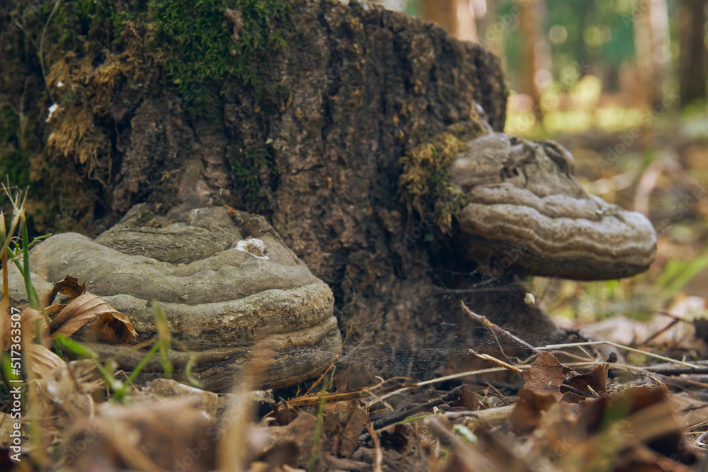 Tinder mushroom growing on the bark of a tree. A forest stump overgrown with mushrooms close-up. Selective soft focus Tinder mushroom growing on the bark of a tree. A forest stump overgrown with mushrooms close-up. Selective soft focus