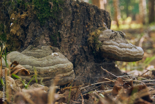 Tinder mushroom growing on the bark of a tree. A forest stump overgrown with mushrooms close-up. Selective soft focus