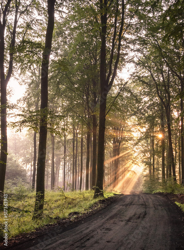 wschód słońca w lesie