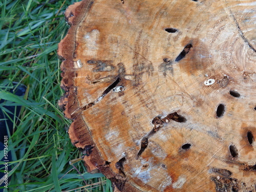 texture of tree bark, an old stump with traces of a wood borer, a grinder beetle,
