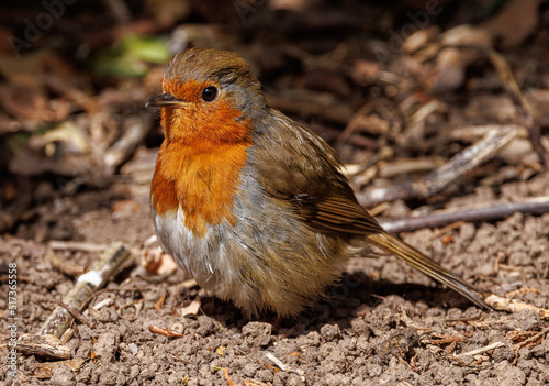 Canvas Print robin on the ground