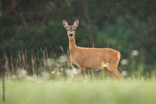 Roe deer, capreolus capreolus, looking to the camera on meadow in summer. Brown hind standing on grassland form side. Female wild animal staring on green field.