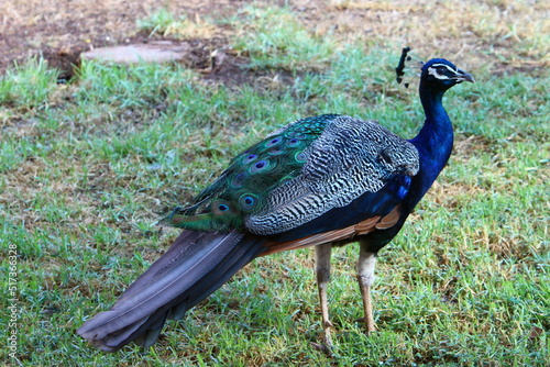 Peacock lives in a city park in Israel