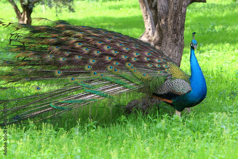 Obraz premium Peacock lives in a city park in Israel