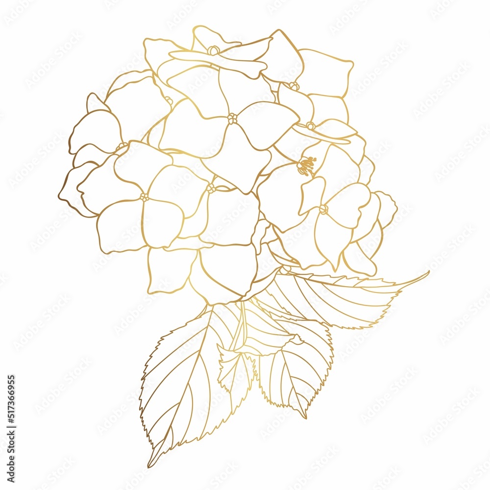 Hydrangea graphic illustration in vintage style. Flowers drawing and sketch with golden line-art on white backgrounds. 