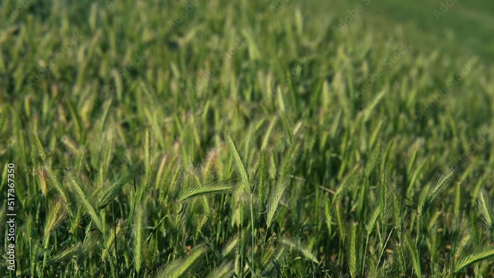 Juicy fresh ears of young green wheat on nature. Juicy fresh ears of young green wheat on nature.