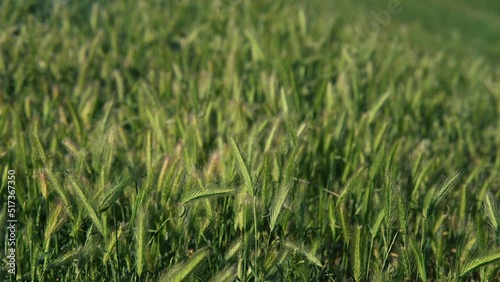 Wallpaper Mural Juicy fresh ears of young green wheat on nature. Torontodigital.ca