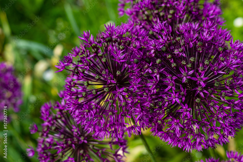 Close-up Flowering decorative garlic on a green background. MAcro.2022. Horizontal photo. Close-up Flowering decorative garlic on a green background. MAcro.2022. Horizontal photo.