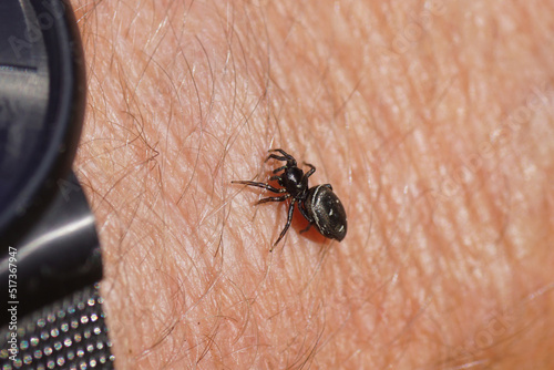 Jumping spider Heliophanus, subfamily Heliophaninae, family jumping spiders (Salticidae). On the skin of a hand. Summer, July. photo