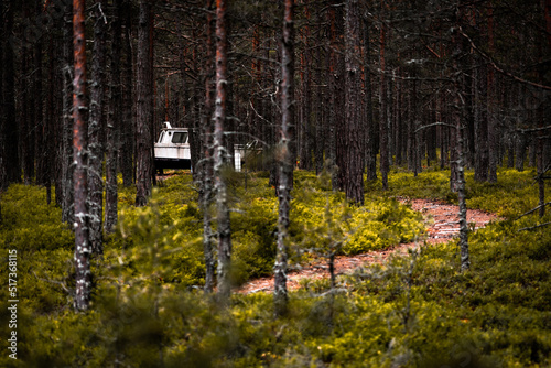 Mysterious Dark Forest