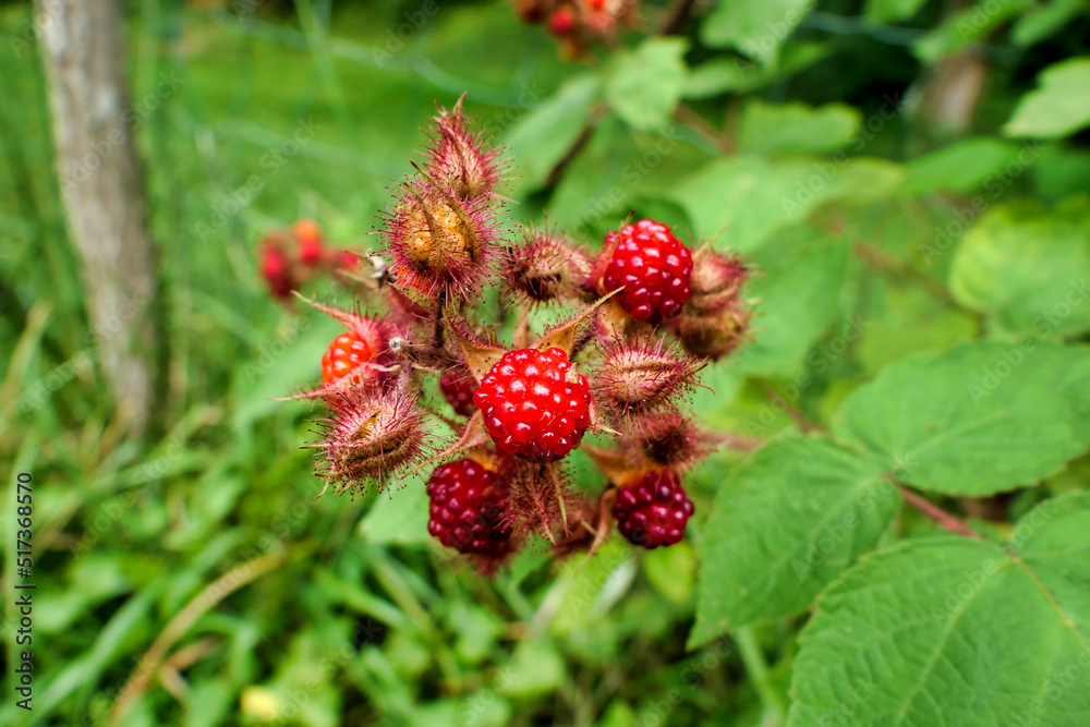 Fruit of a wineberry plant (rubus phoenicolasius) also known as the Japanese raspberry
Fruit of a wineberry plant (rubus phoenicolasius) also known as the Japanese raspberry