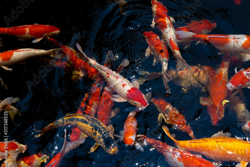 Koi fish. A group of colorful carp fish swimming in the fish pond. Beautiful animal background texture. © 2DogsHouse