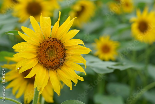 When it comes to the best summer flower  it is the sunflower 