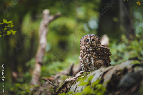 Cuadro en lienzo Tawny owl (Strix aluco) in green forest