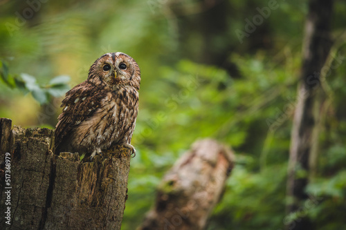 Tawny owl (Strix aluco) in green forest. Tawny owl sits on tree. Tawny owl and green background.