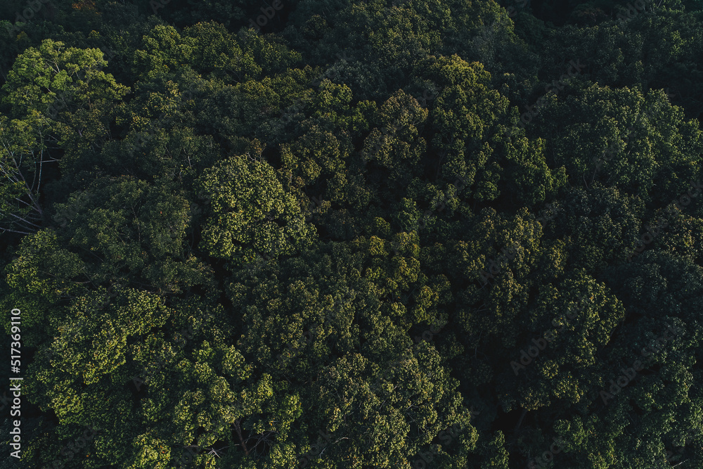 Obraz premium Tropical green tree forest withmorning fog on mountain