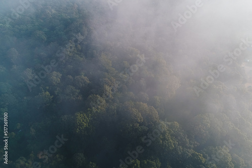 Tropical green tree forest withmorning fog on mountain