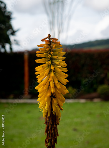 Yellow Flower known as Tritomea, Torch Lily, or Red Hot Poker (Kniphofia uvaria) in a Garden in Santa Elena, Antioquia, colombia photo